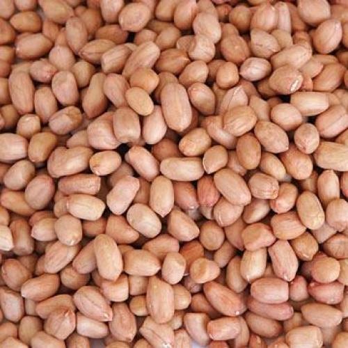 Groundnut