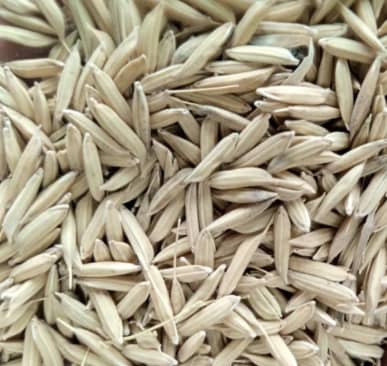 Paddy Rice