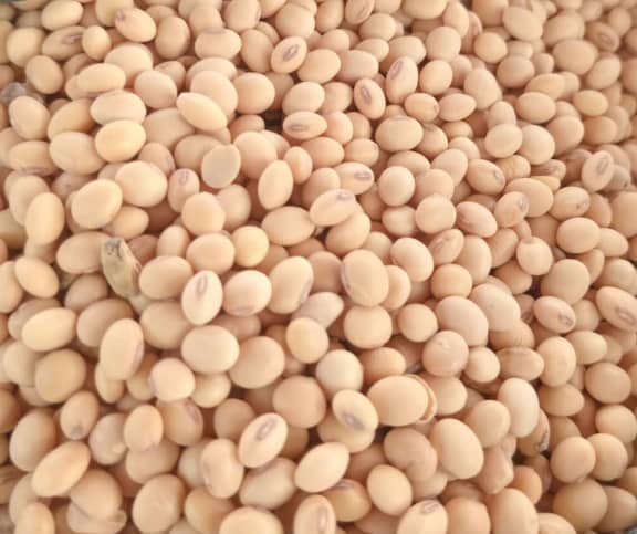 Soyabeans